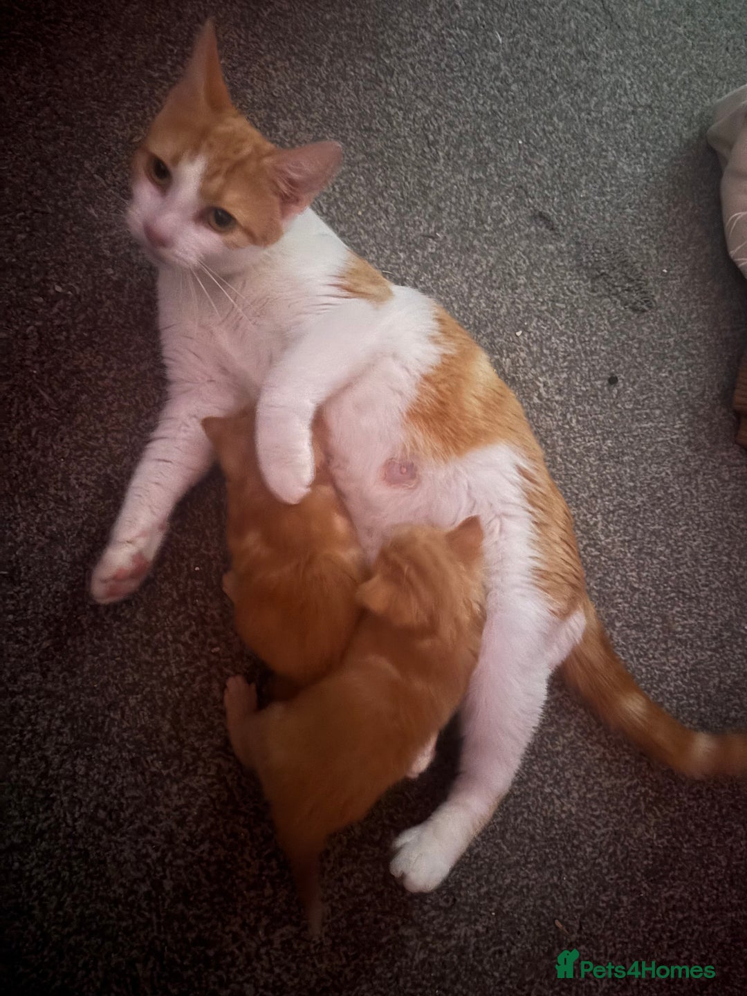 Mixed Breed cats for sale: Ginger males - Image 1