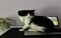 Mixed Breed cats for sale: Loving friendly cat for sale  - Image 5