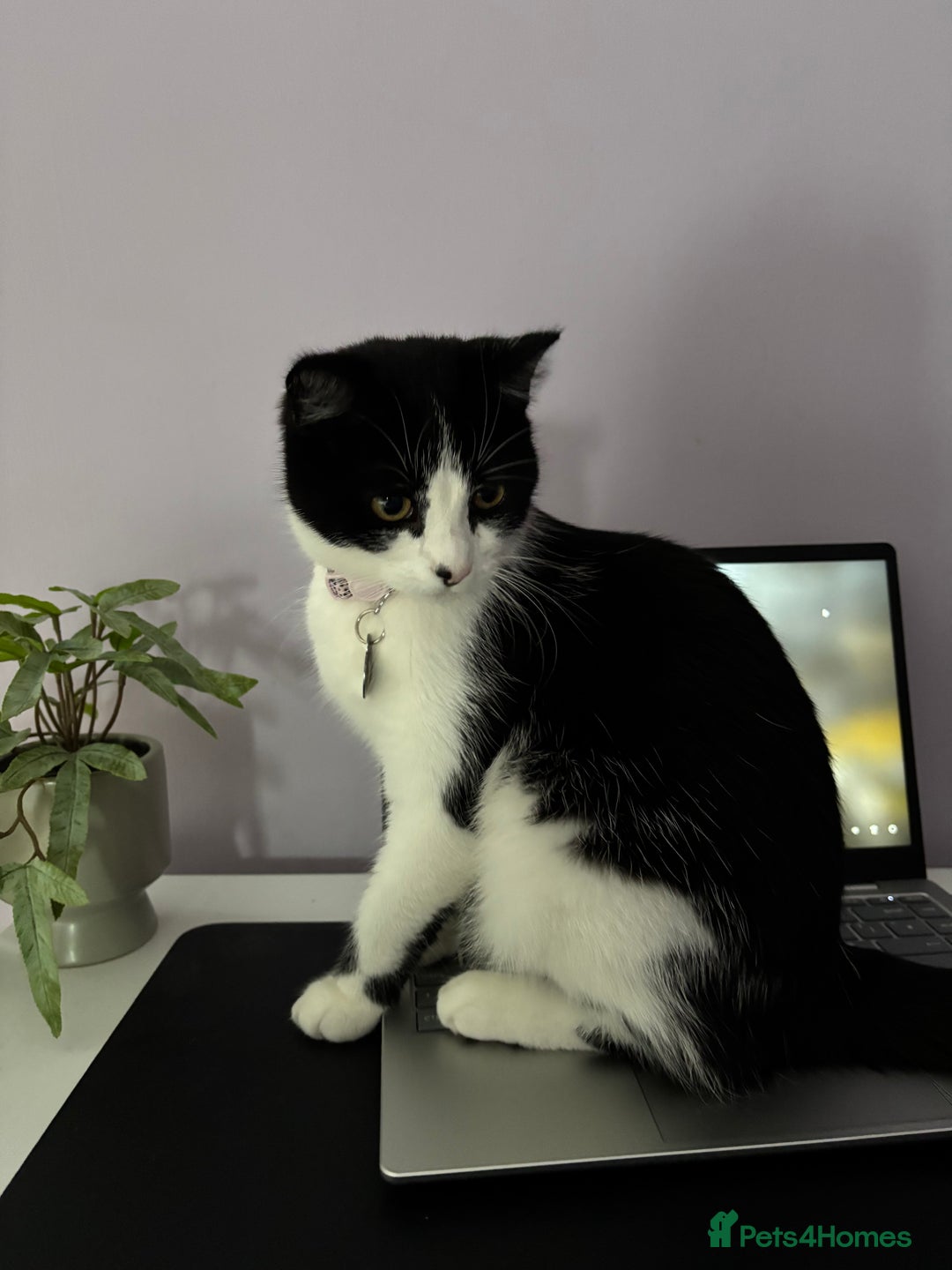 Mixed Breed cats for sale: Loving friendly cat for sale  - Image 5