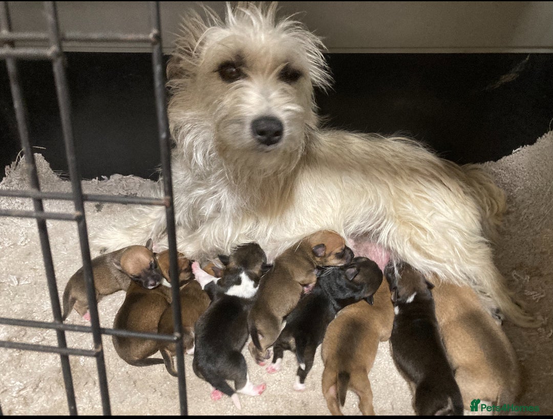 Jack Russell dogs for sale: Jack russel puppies for sale  - Advert 2