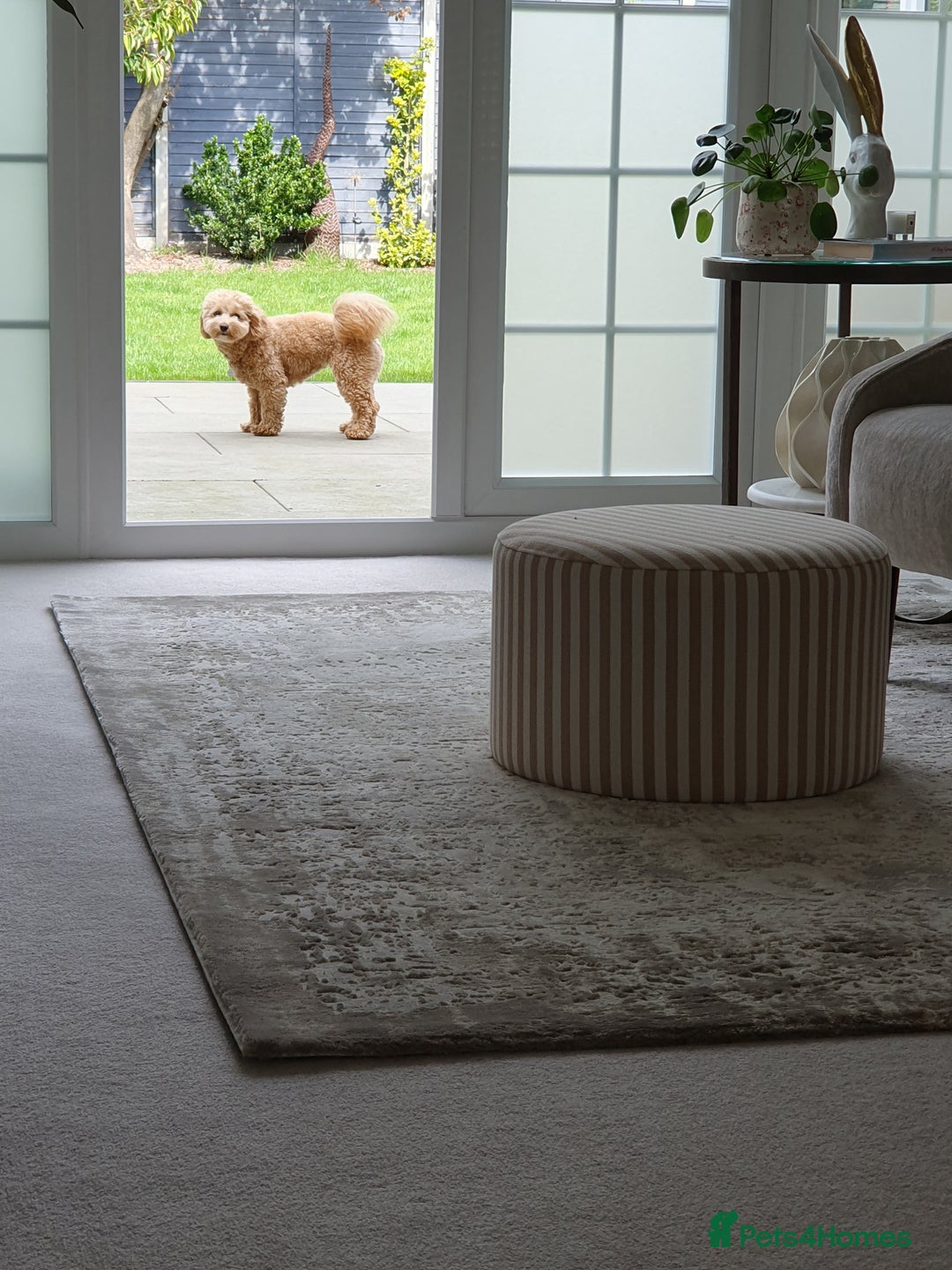 Cavapoo dogs for sale: Beautiful 18 month old cavapoo girl  - Image 4