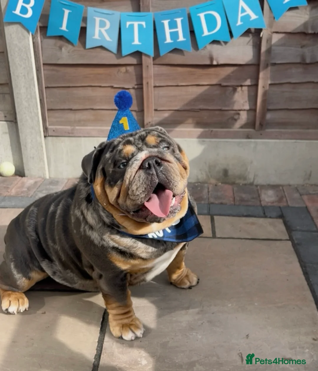 English Bulldog dogs for stud: Blue, Lilac & Tan Merle British Bulldog |STUD ONLY - Advert 6
