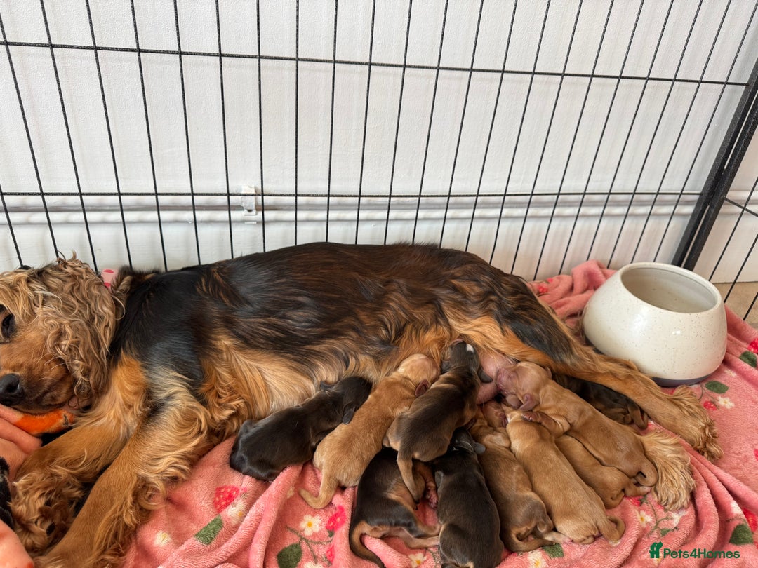 Cocker Spaniel dogs for sale: Show cocker spaniels  - Image 1