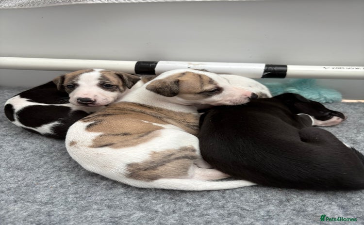 Whippet dogs - Advert 1