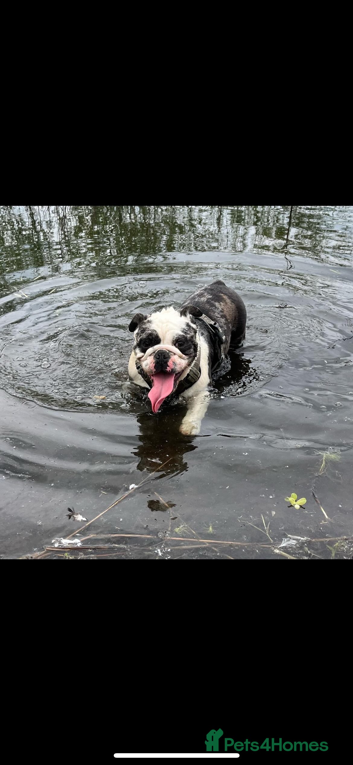 English Bulldog dogs Fendi English bulldog - Advert 2