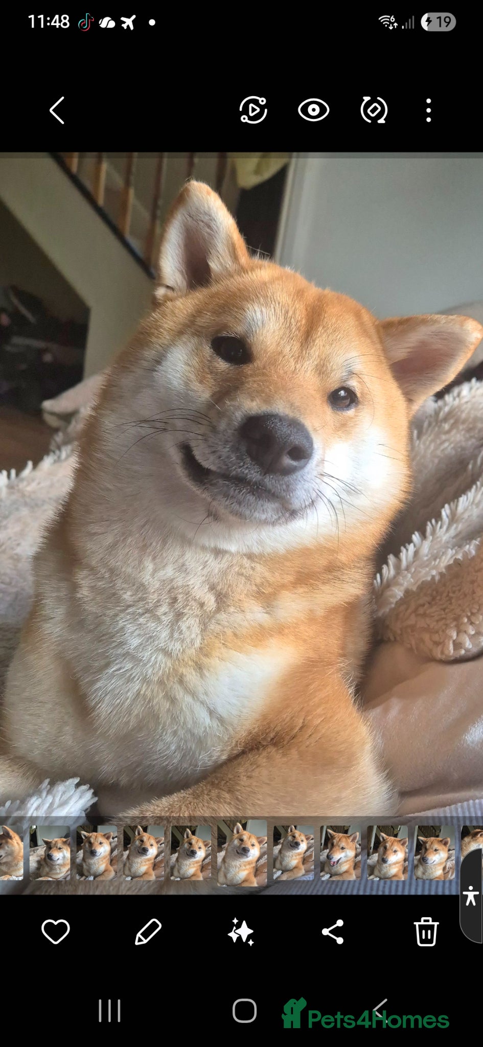 Japanese Shiba Inu dogs Beautiful litter due end of june - Advert 1