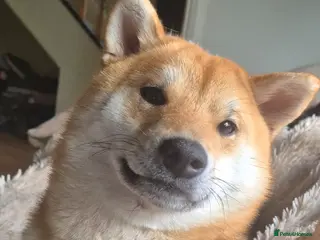 Japanese Shiba Inu dogs Beautiful litter due end of june - Advert 1