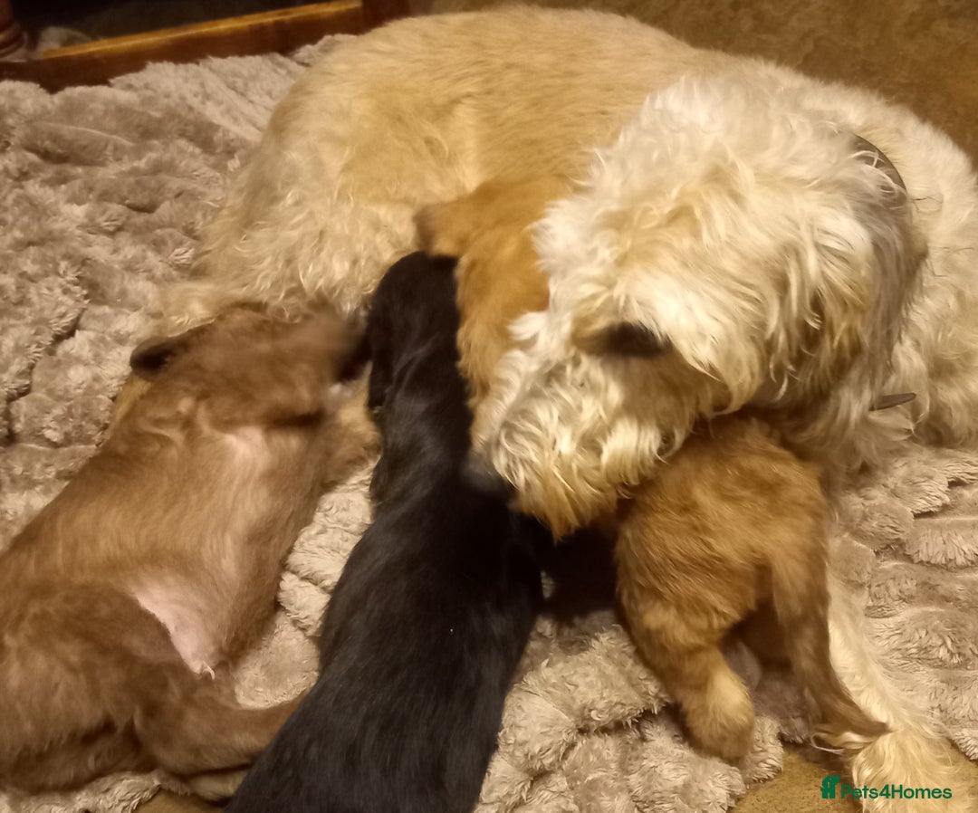 Bedlington Terrier dogs for sale: 7/8 Bedlington 1/8 whippet puppies  - Advert 1