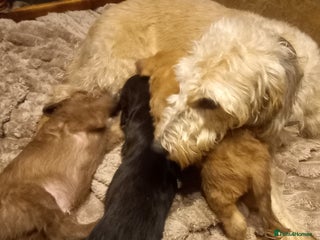 Bedlington Terrier dogs 7/8 Bedlington 1/8 whippet puppies - Advert 4