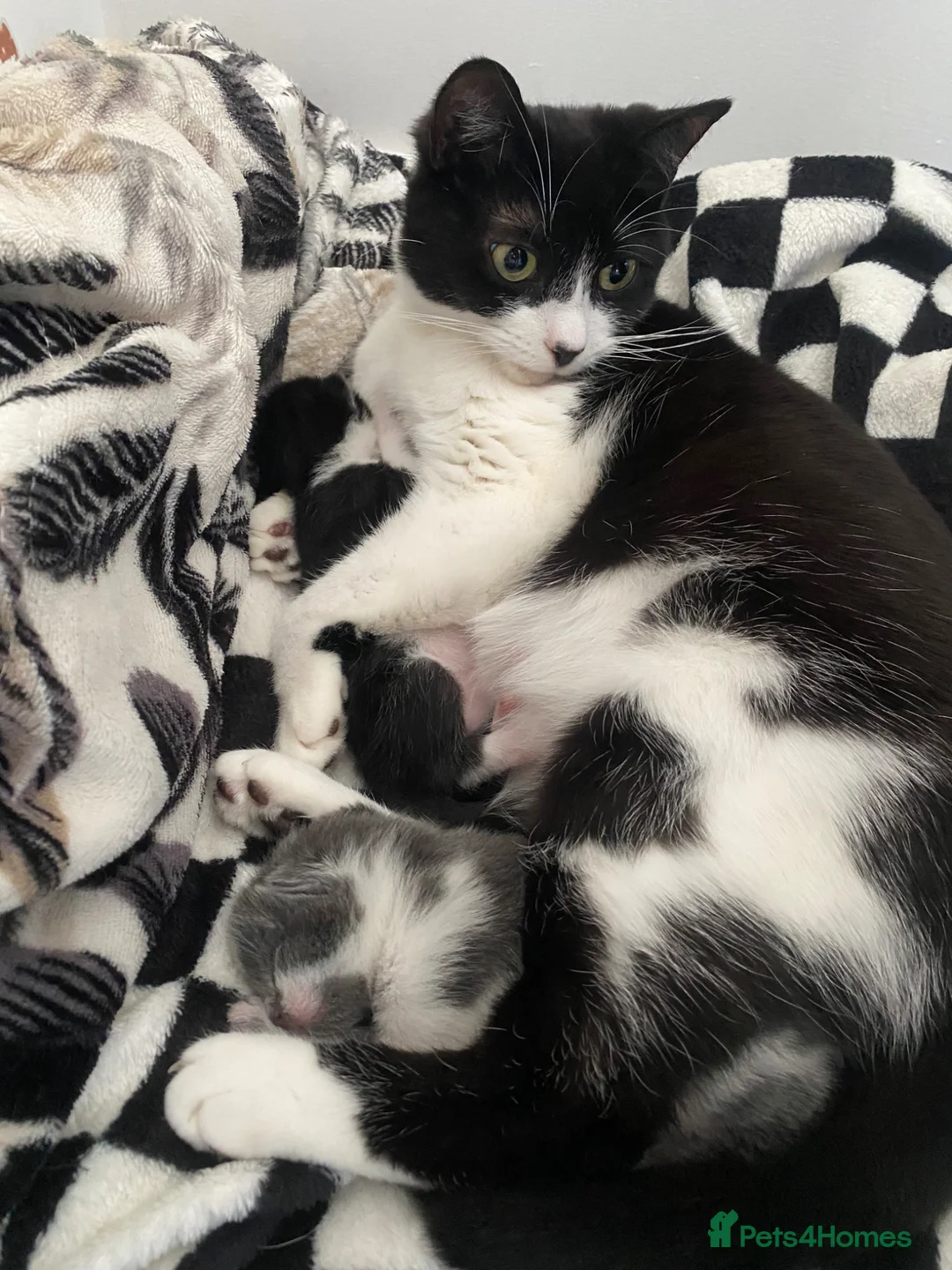 Mixed Breed cats for sale: Beautiful baby girl 🐱  - Advert 2