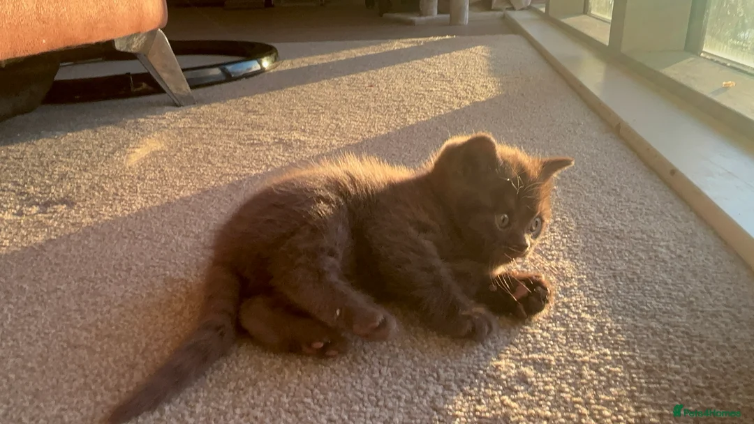 British Shorthair cats for sale: Rare colour chocolate BSH  - Advert 1