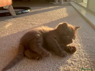 British Shorthair cats Rare colour chocolate BSH - Advert 1