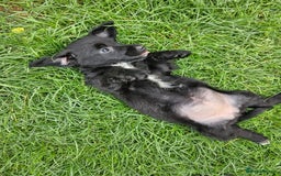 Jackapoo dogs for sale: Jackapoo puppies x7 - Image 14
