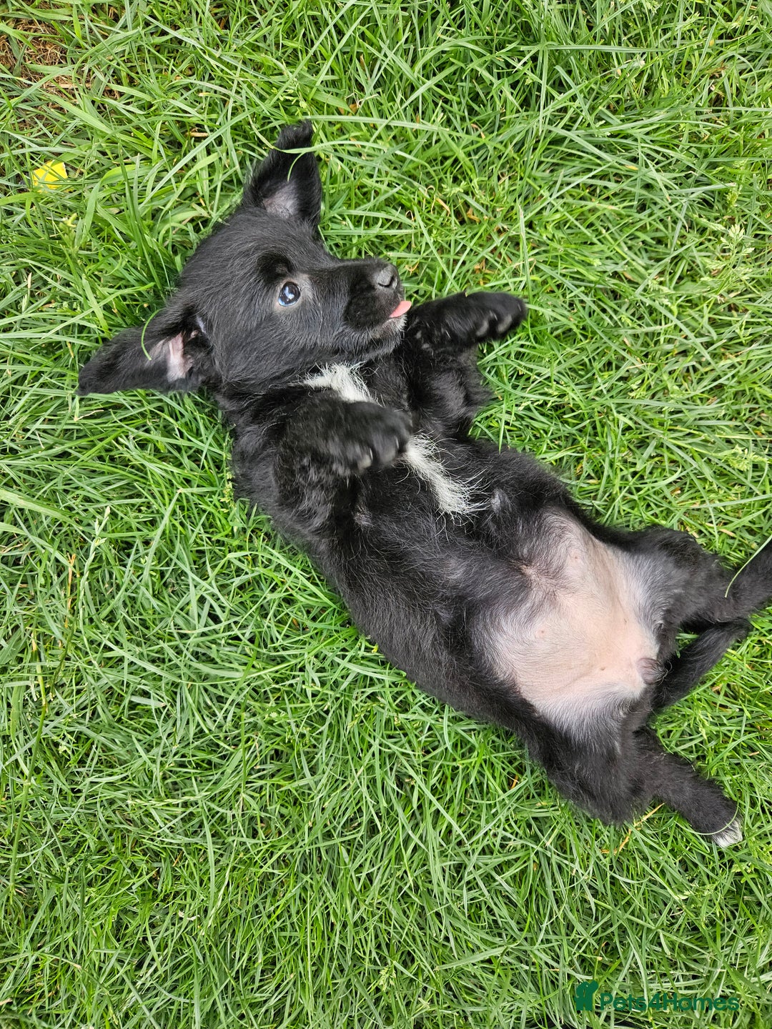 Jackapoo dogs for sale: Jackapoo puppies x7 - Image 14