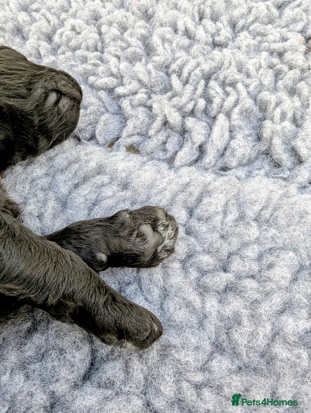 Standard Poodle dogs for sale: 6 wks old, ready 21st Jan, Standard Poodle Puppies - Advert 13