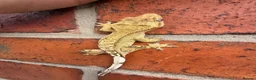 Gecko reptiles for sale: Crested Geckos  - Advert 21