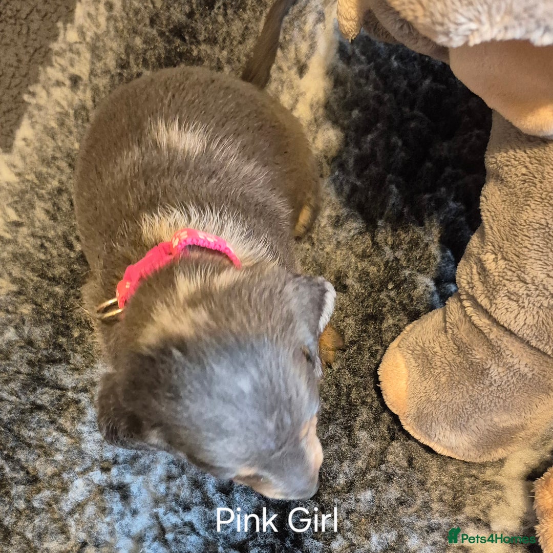 Dachshund dogs for sale: Dachshund Puppies looking for forever homes - Image 25