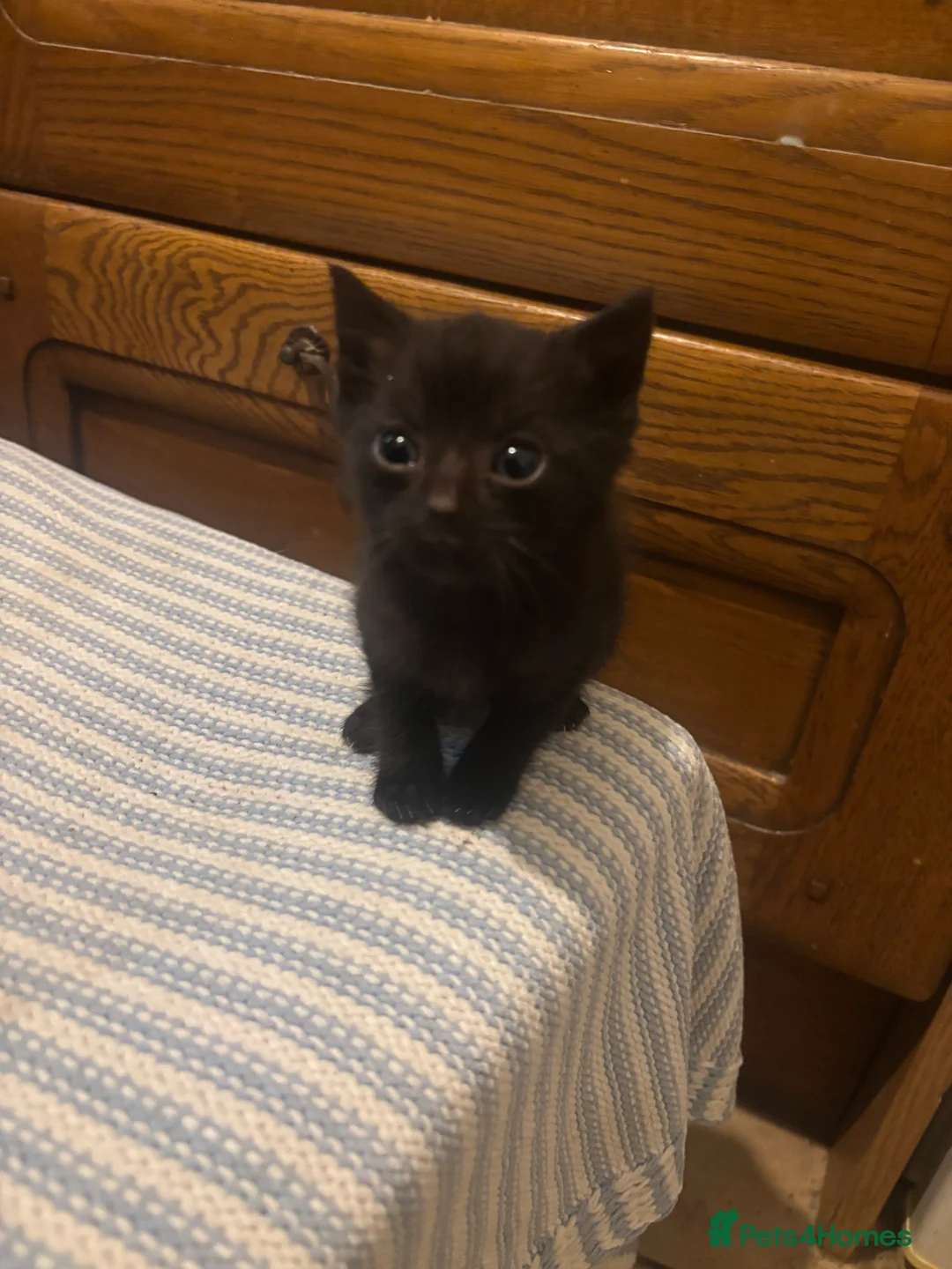 Mixed Breed cats for sale: 3 kittens for sale - Advert 10