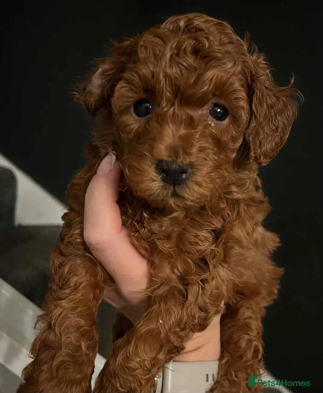 Toy Poodle dogs for sale: KC Registered Toy Poodle Puppies Available - Advert 2