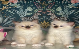 Ragdoll cats for sale: 🐱 💖 Stunning Ragdoll Kittens 💖 🐱  - Image 1