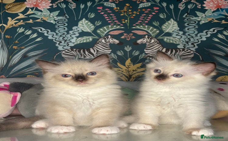 Ragdoll cats - Advert 1