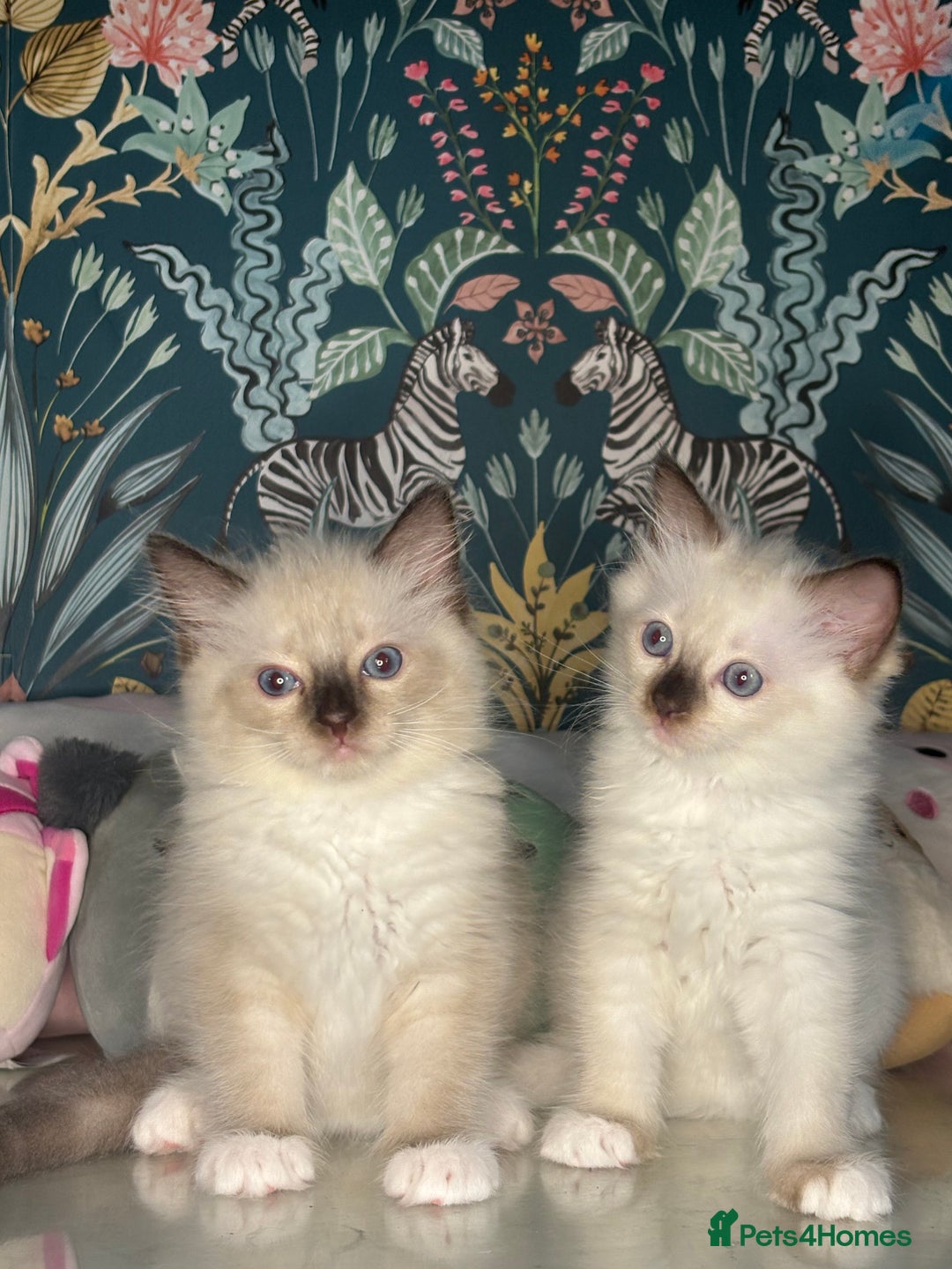 Ragdoll cats for sale: 🐱 💖 Stunning Ragdoll Kittens 💖 🐱  - Image 1