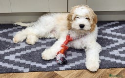 Cockapoo dogs for sale: Rehoming of a cockapoo due to family health issue - Image 3