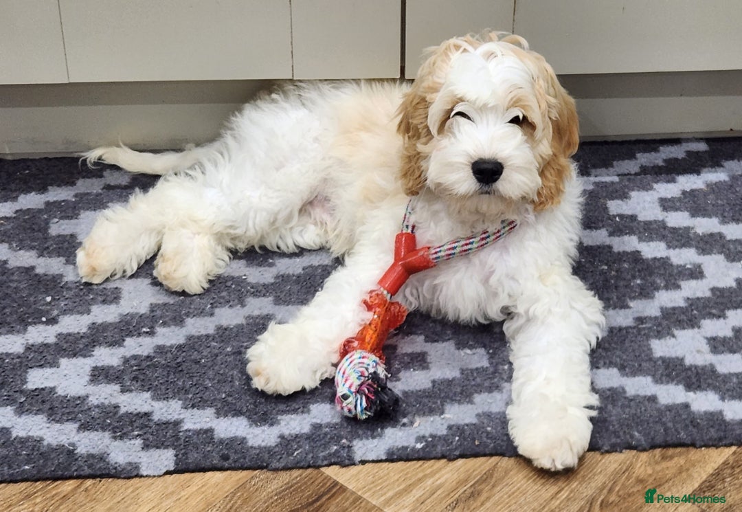 Cockapoo dogs for sale: Rehoming of a cockapoo due to family health issue - Image 3