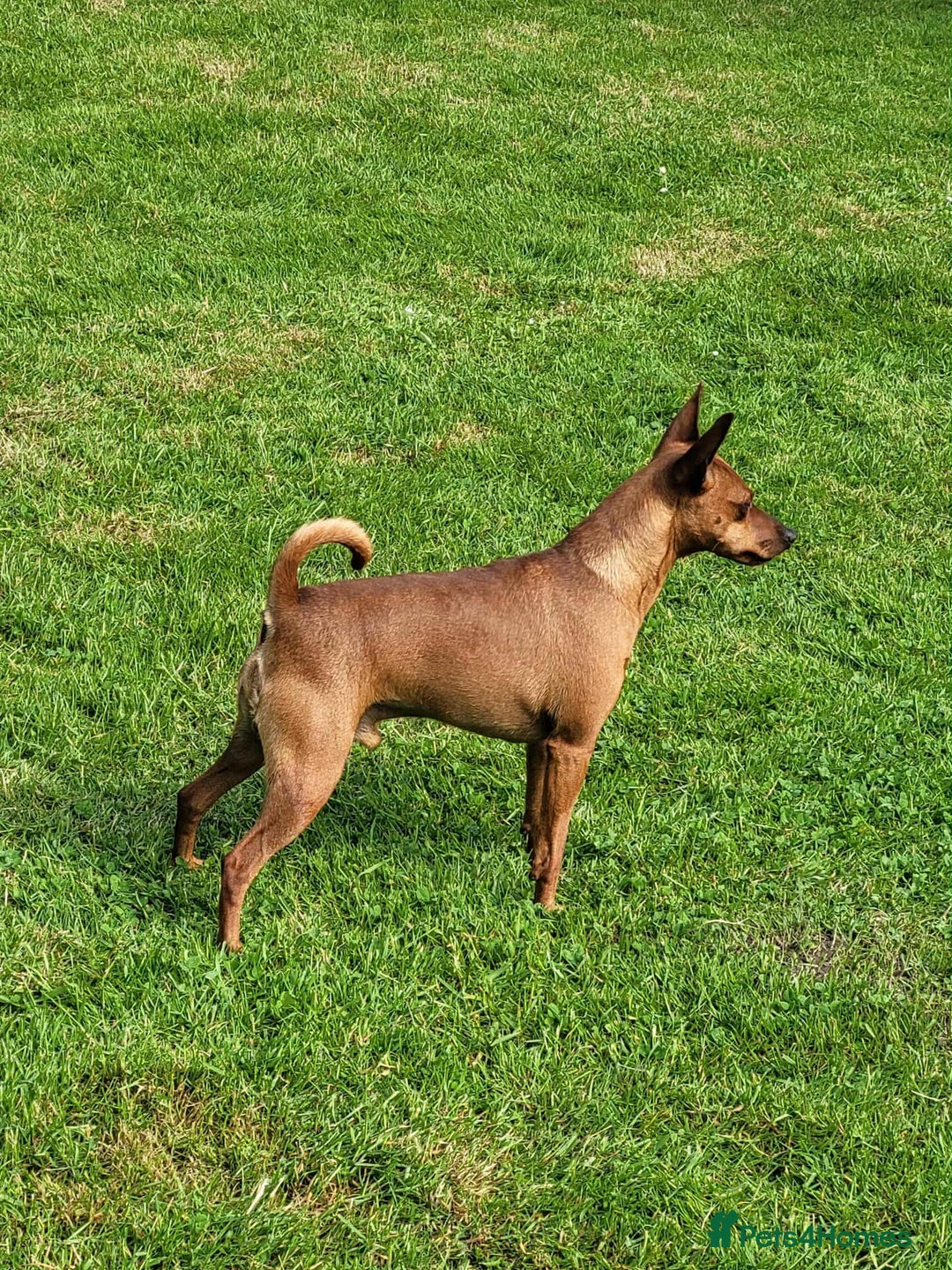 Miniature Pinscher dogs for sale: LAST PUPPY - LADYLUCKPINS KC MIN PINS - Advert 25