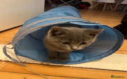 British Shorthair cats for sale: For sale  - Image 3