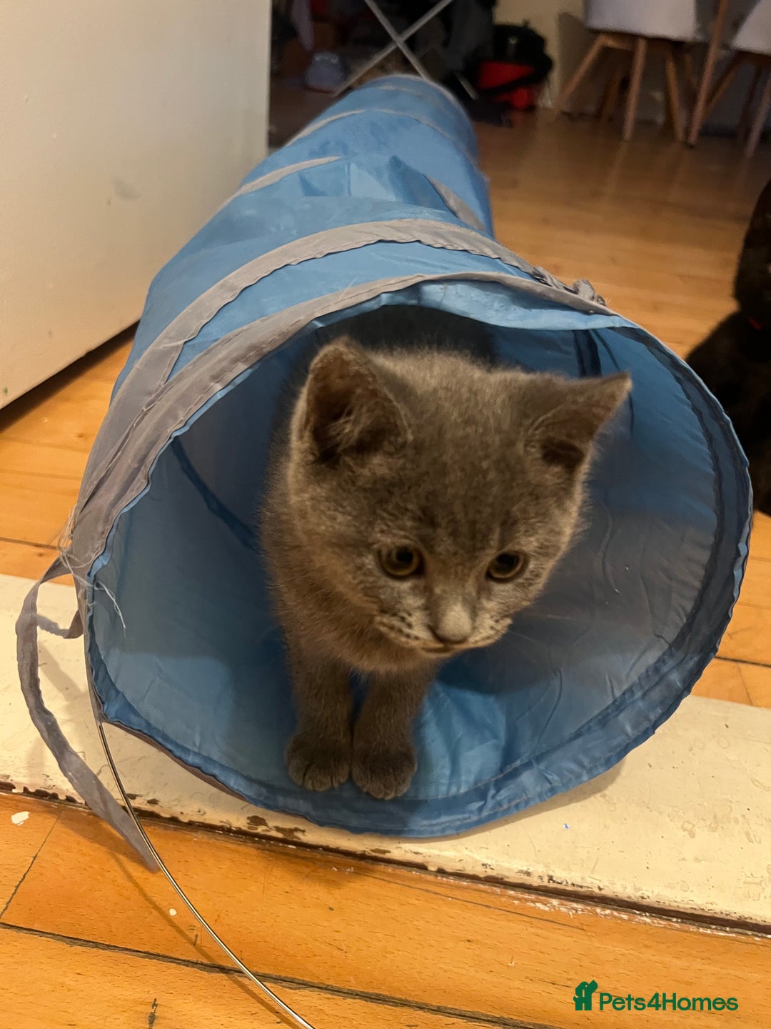 British Shorthair cats for sale: For sale  - Image 3