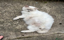 Mixed Breed cats for sale: Beautiful Ragdoll x BSH kittens for sale! - Image 34