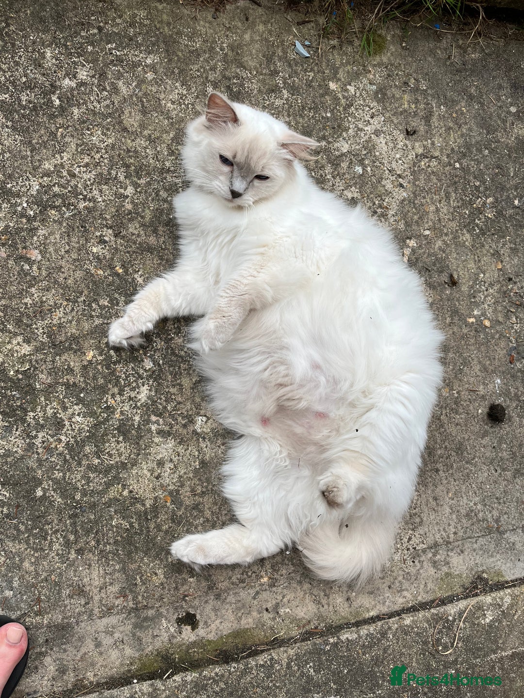 Mixed Breed cats for sale: Beautiful Ragdoll x BSH kittens for sale! - Image 34