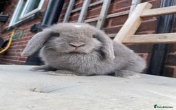 Mini Lop rabbits for sale: Beautiful blue eyed mini lops ready to leave now  - Image 4