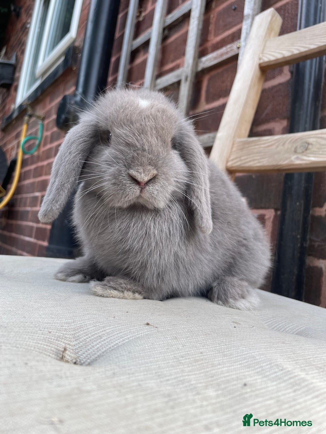 Mini Lop rabbits for sale: Beautiful blue eyed mini lops ready to leave now  - Image 4