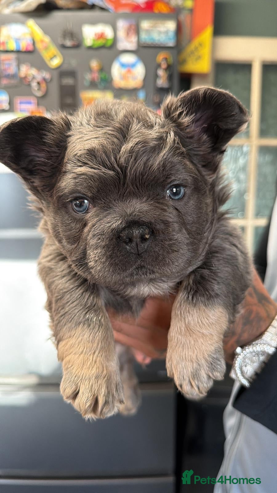 French Bulldog dogs Blue & Tan Fluffy French Bulldogs  - Advert 2