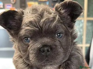 French Bulldog dogs Blue & Tan Fluffy French Bulldogs - Advert 2