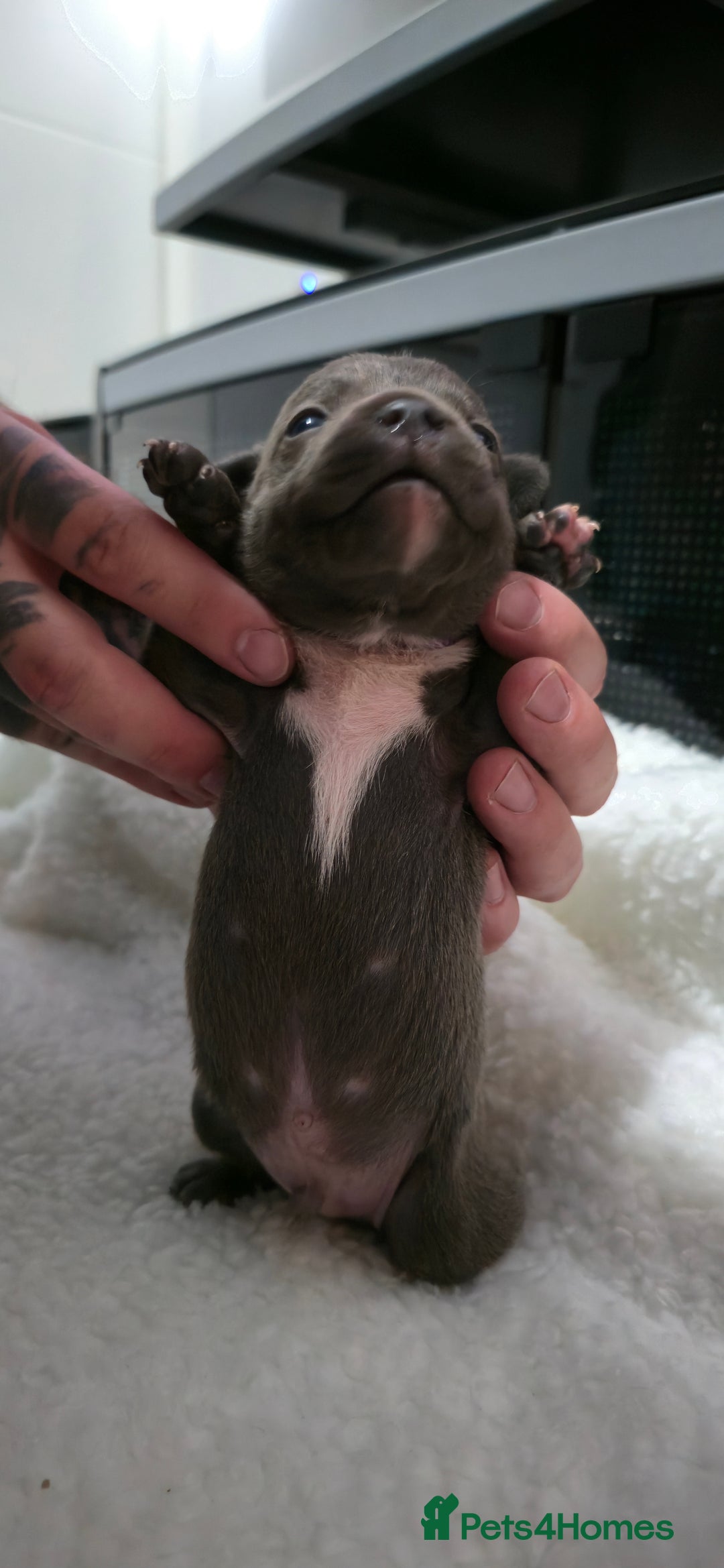 Staffordshire Bull Terrier dogs for sale:  Blue Staffy puppies for sale KC REGISTERED  - Image 13