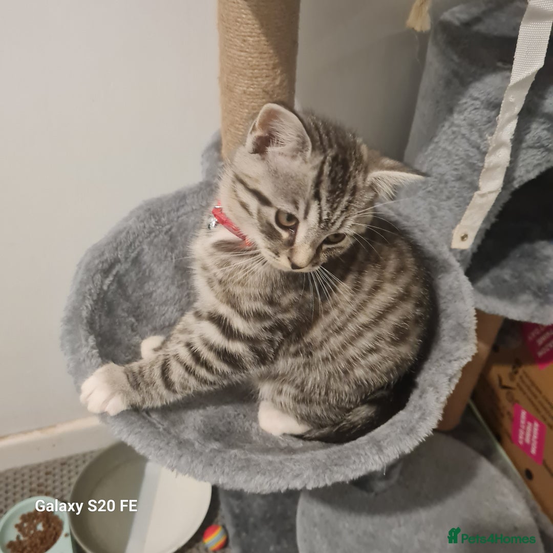 Scottish Fold cats for sale: Scottish fold cross  - Advert 1