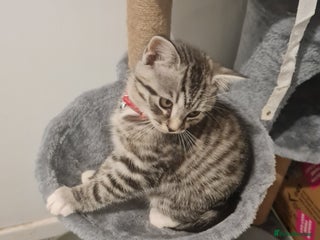 Scottish Fold cats Scottish fold cross - Advert 1