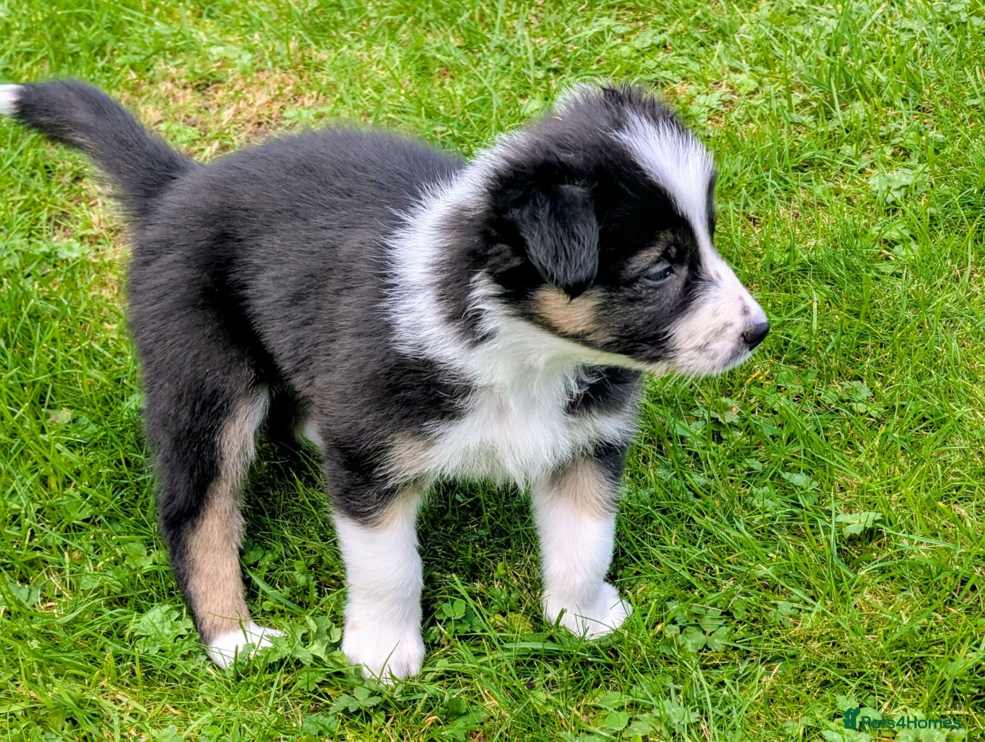 Border Collie dogs Gorgeous Border Collie puppies  - Advert 1