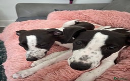 Whippet dogs for sale: KC Registered Whippet Puppies - Image 7