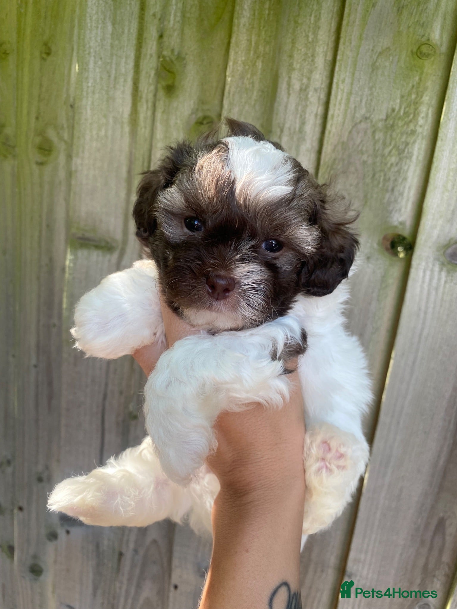 Shihpoo dogs Imperial toy Shih poo puppies  - Advert 1
