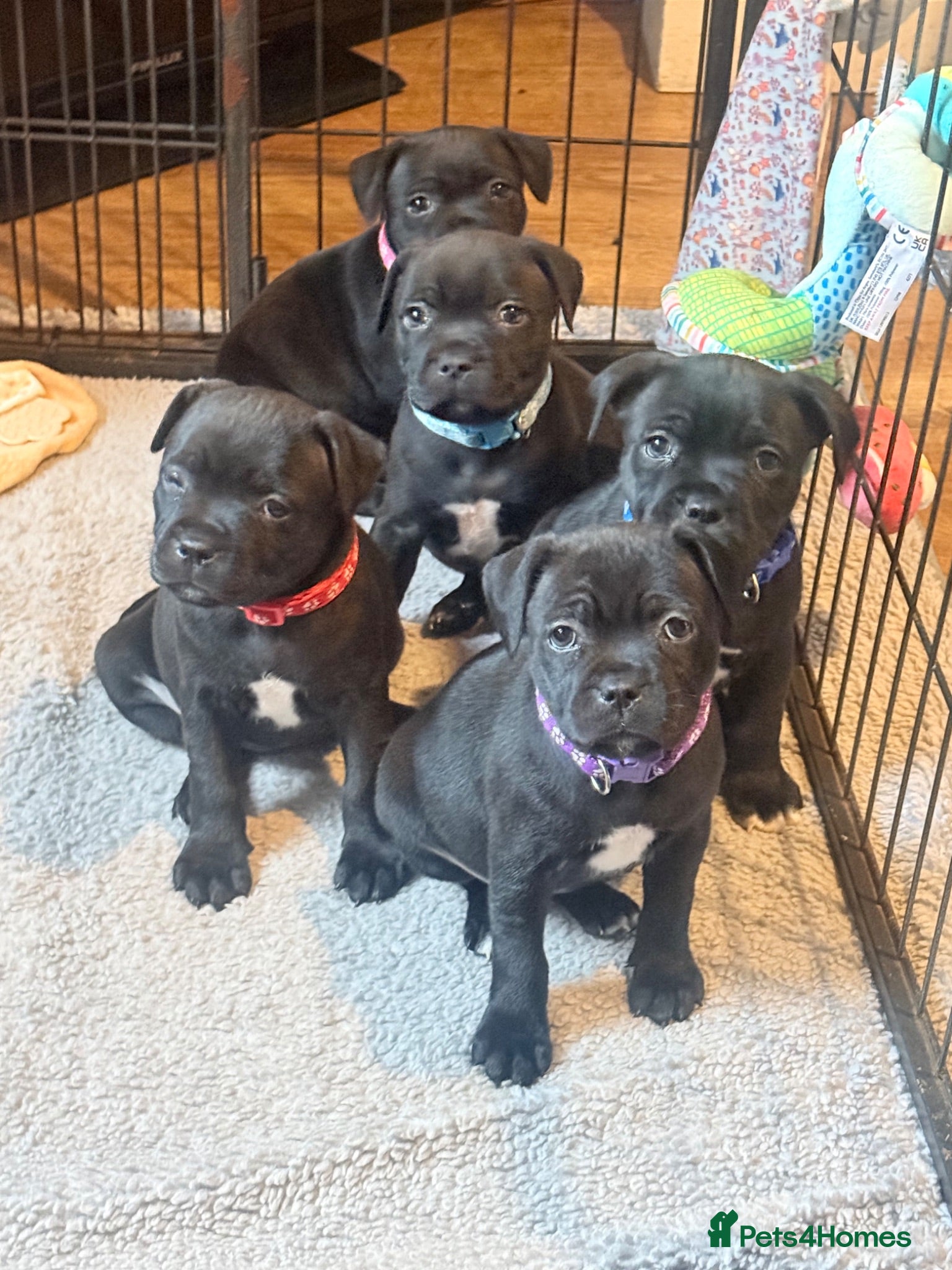 Staffordshire Bull Terrier dogs Staffordshire bull terrier puppy’s  - Advert 10