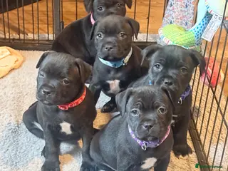 Staffordshire Bull Terrier dogs Staffordshire bull terrier puppy’s - Advert 4