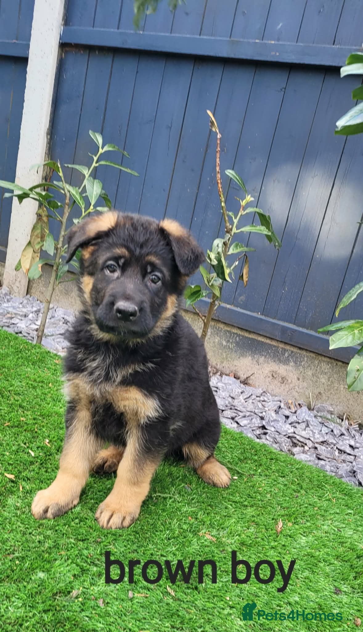 German Shepherd dogs 4 generation German shepard (shorthair) - Advert 5