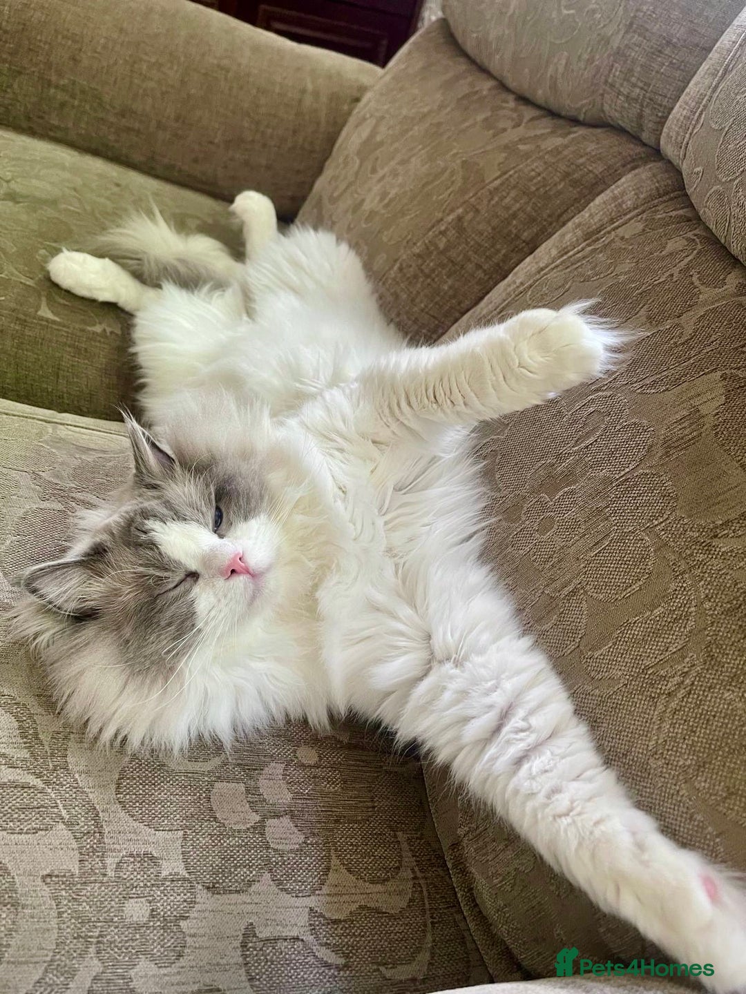 Ragdoll cats for sale: Retired King Ragdoll – Blue Point Bicolour - Advert 5