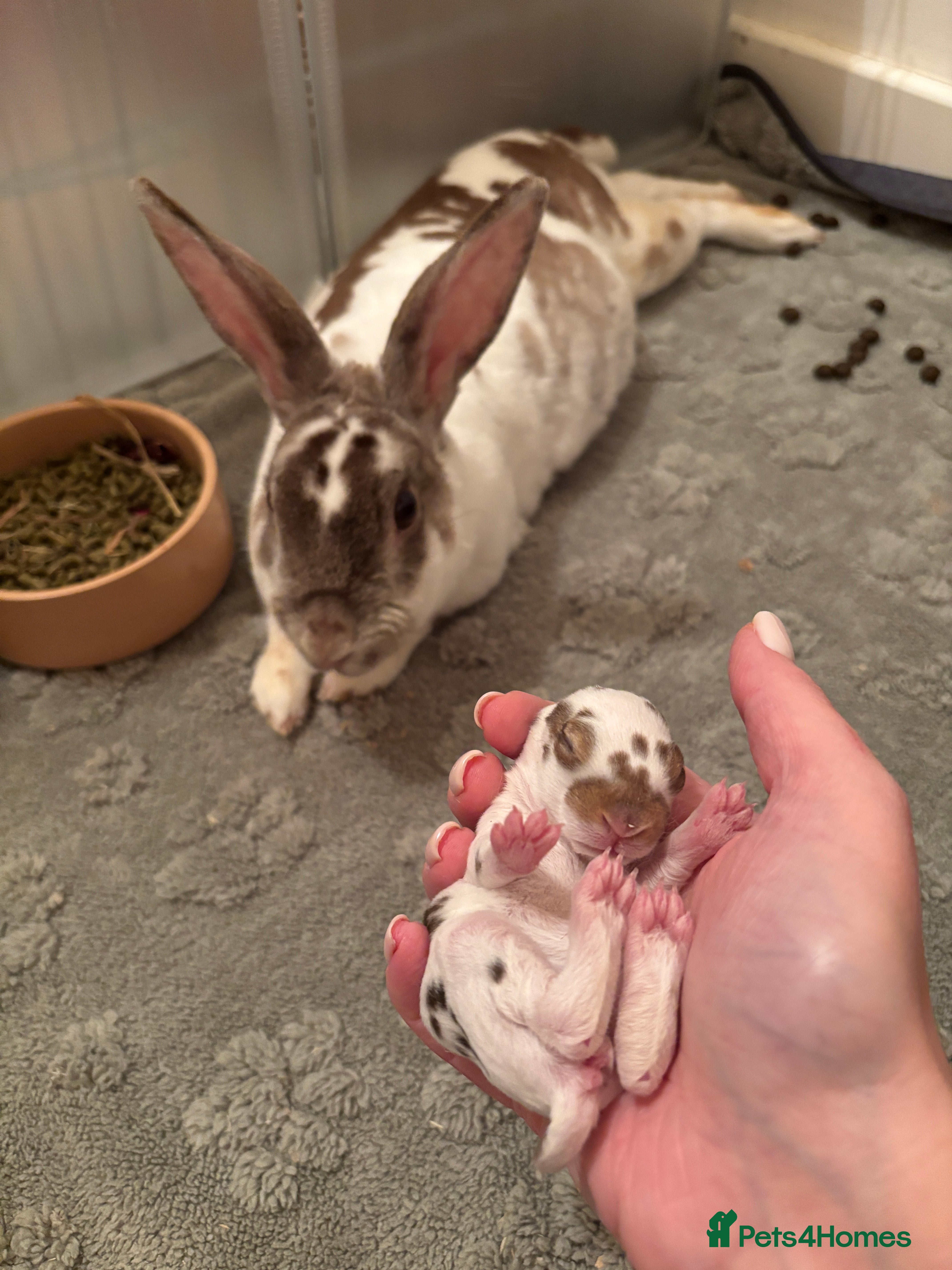 Rex rabbits Beautiful proven mini Rex doe for sale ✨ - Advert 2