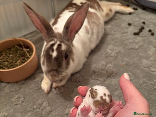 Rex rabbits Beautiful proven mini Rex doe for sale ✨ - Advert 1