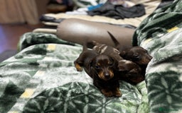 Miniature Dachshund dogs for sale: Miniature dachshund puppies - Image 4